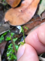 Utricularia uliginosa