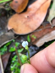 Utricularia uliginosa
