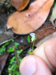 Utricularia uliginosa