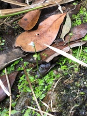 Utricularia uliginosa
