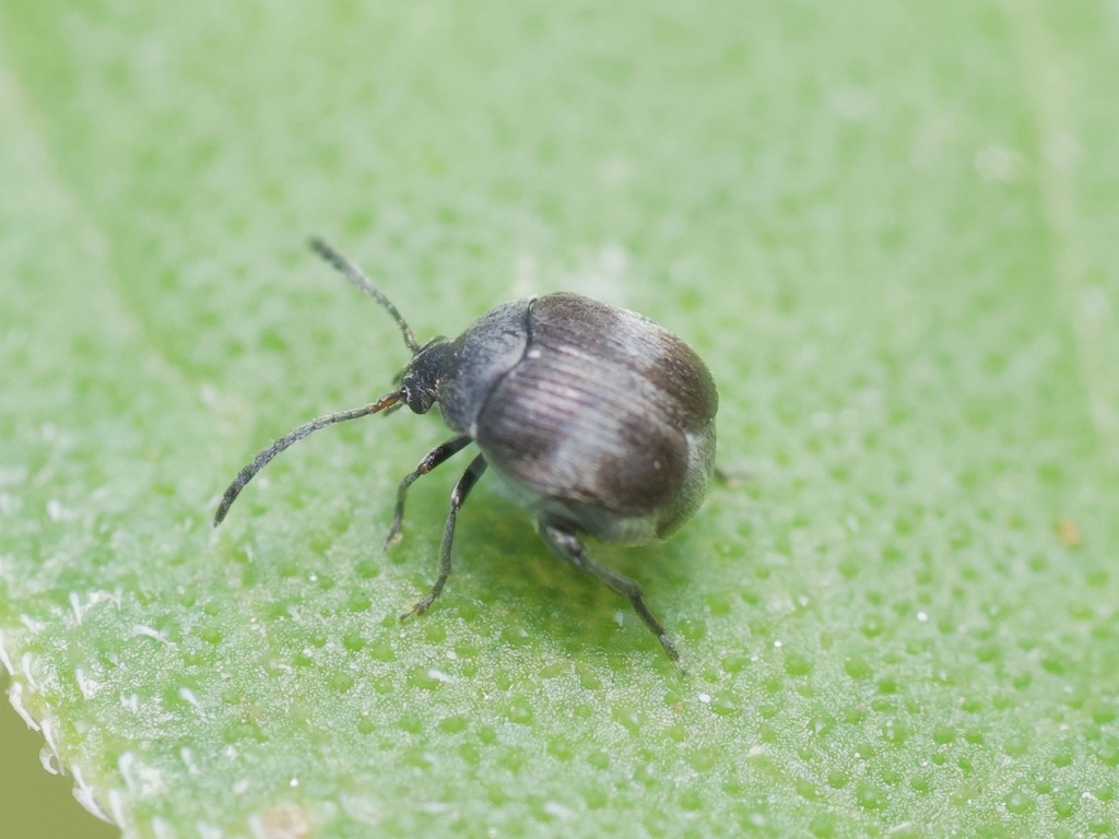 Zabrotes bexarensis