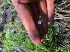 Utricularia uliginosa