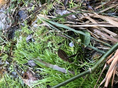 Utricularia uliginosa