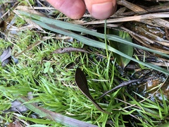 Utricularia uliginosa