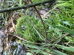 Utricularia uliginosa