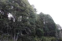Nothofagus betuloides