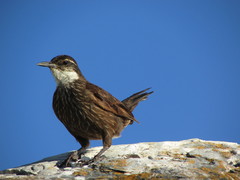 Cinclodes nigrofumosus