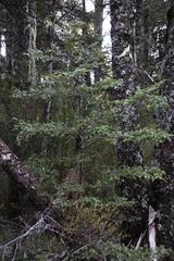 Nothofagus betuloides