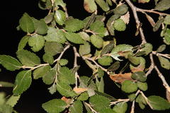 Nothofagus betuloides