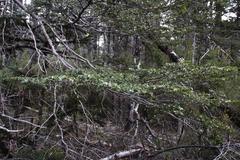 Nothofagus betuloides