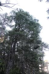 Nothofagus betuloides