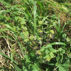 Urtica chamaedryoides