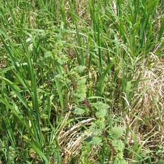 Urtica chamaedryoides