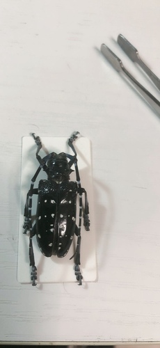 Citrus Longhorn Beetle
