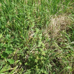 Urtica chamaedryoides