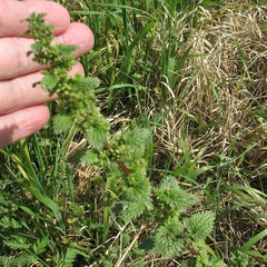 Urtica chamaedryoides