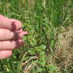 Urtica chamaedryoides