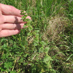 Urtica chamaedryoides