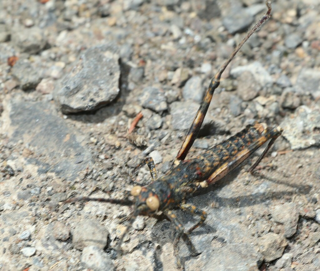 Gomera Stick Grasshopper