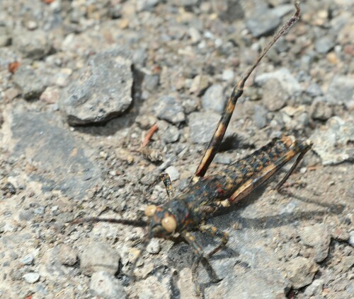 Gomera Stick Grasshopper