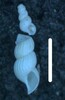 Graphis - Photo (c) Sigmaringa, some rights reserved (CC BY-NC), uploaded by Sigmaringa