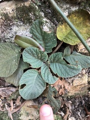 Oreocharis benthamii