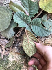 Oreocharis benthamii