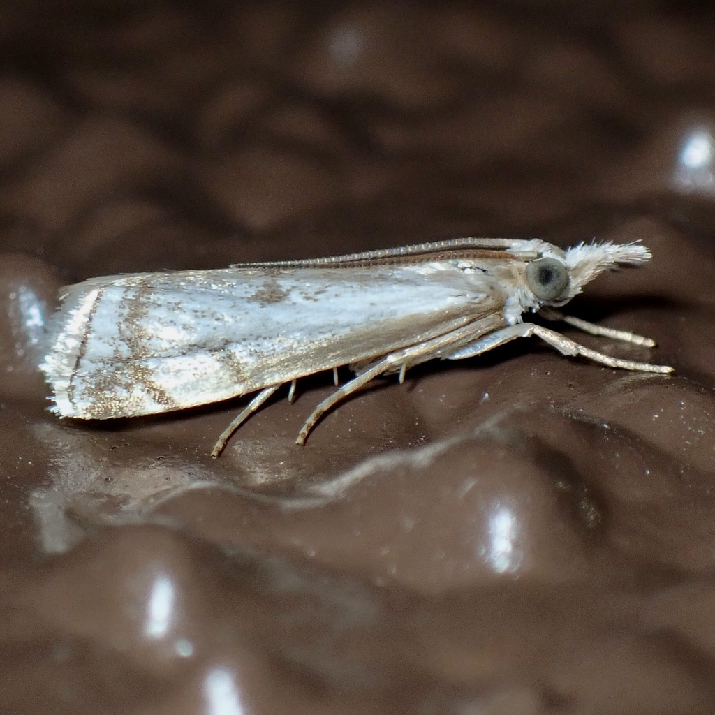 Microcrambus polingi