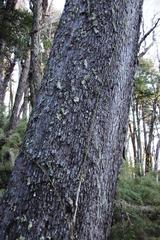 Nothofagus dombeyi