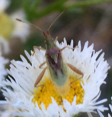 Harmostes reflexulus