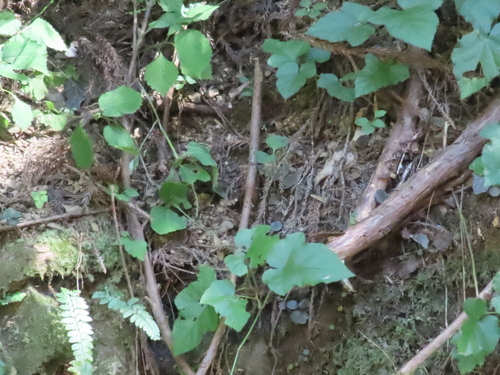Rubus hakonensis iNat (3)