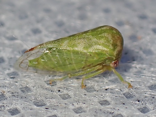 Trichaetipyga juniperina