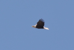 Haliaeetus leucocephalus leucocephalus