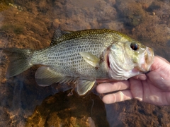 Roanoke Bass photo 1