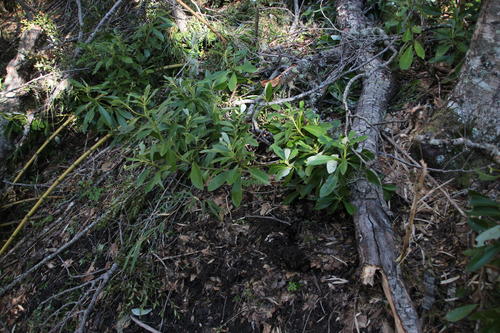 Drimys andina (Drimys andina)