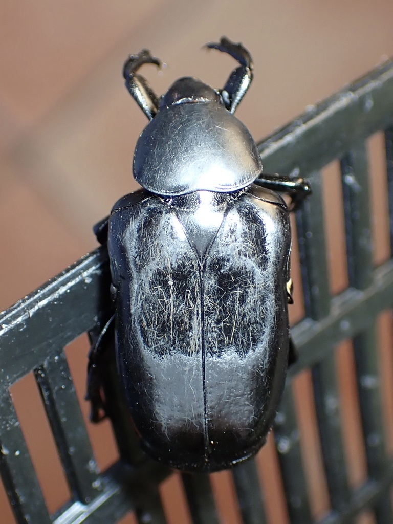 Lissomelas flohri