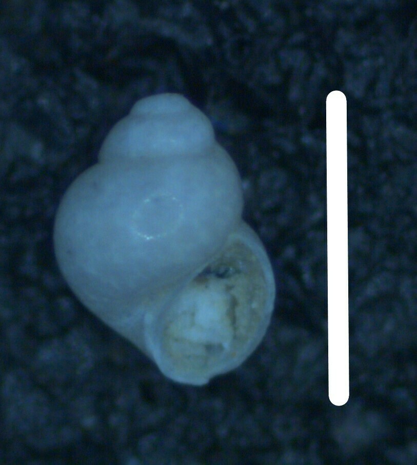 Rissoella caribaea