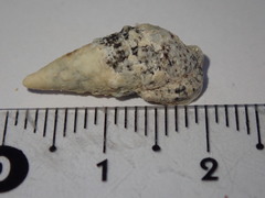 Cerithium litteratum