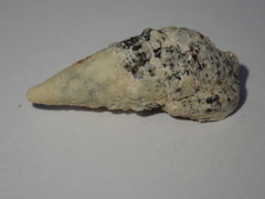 Cerithium litteratum
