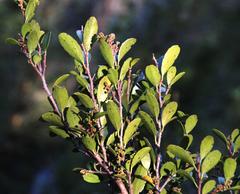 Azara alpina
