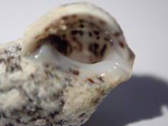 Cerithium litteratum