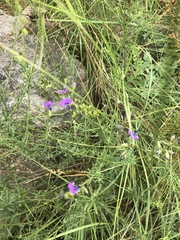 Polygala producta