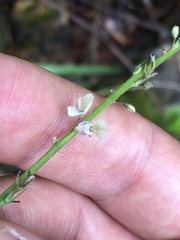 Pleurolobus gangeticus