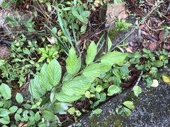 Pleurolobus gangeticus
