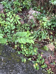 Pleurolobus gangeticus