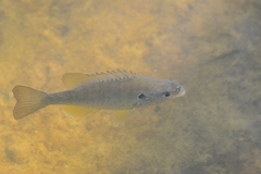 Lepomis punctatus