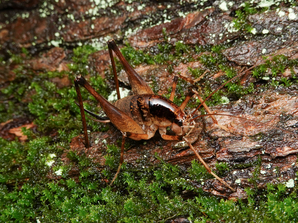 Diestrammena elegantissima