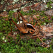 Diestrammena elegantissima - Photo (c) orthoptera-jp, some rights reserved (CC BY-NC), uploaded by orthoptera-jp