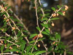 Berberis trigona