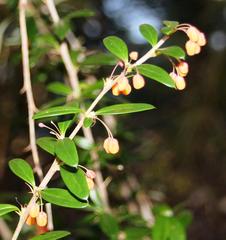 Berberis trigona